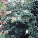 Sorbaria sorbifolia P2A